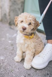 Cavapoochon using maxxiomega omega oil for dogs for soft and glossy coat and good health