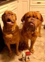 Two mastiff dogs love maxxiomega fatty acids for dogs