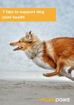 maxxidog 7 Tips to Support Dog Joint Health