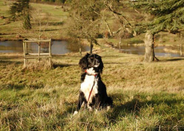 Beautiul young rescue dog in nature