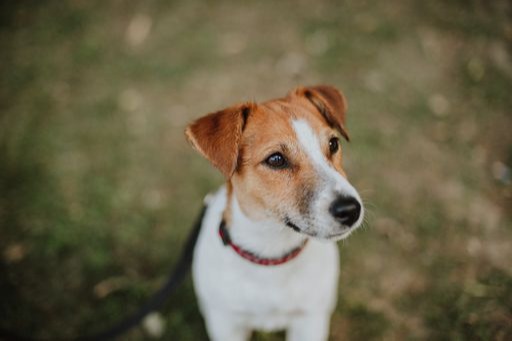 Jack Russell with separation anxiety being helped by maxxicalm non-drowsy calming aid for dogs