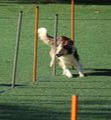 maxxicardio for agility dogs