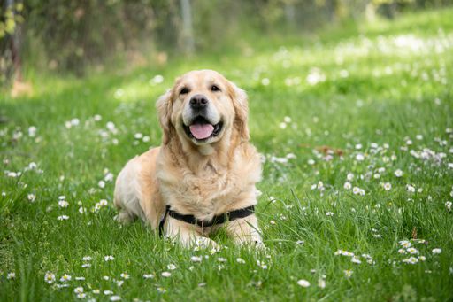 Old labrador dog using maxxiUtract to help with UTI