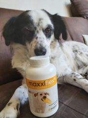 Dog with bottle of maxxiflex+ dog joint supplement