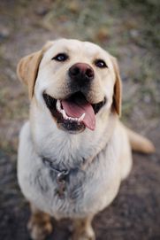 Lab with elbow dysplasia is benefitting from maxxiflex+ dog joint supplement