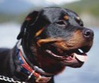 Rottweiler prone to hip problems uses maxxiflex+ as prevention 