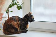 Tortoise shell cat with crystals in her bladder using maxxiUtract for bladder and kidney support