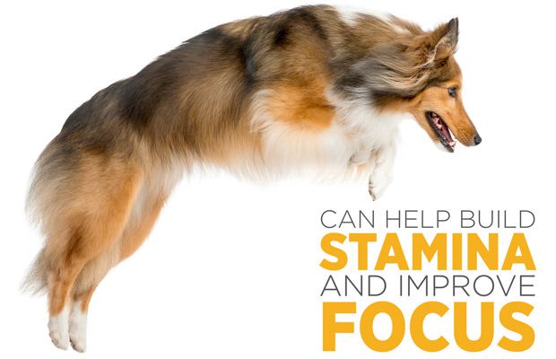 maxxicardo helps build stamina and focus in dogs