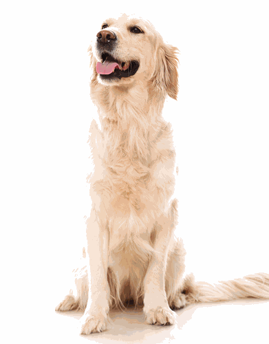 Beutiful smiling Golden Retriever uses maxxiflex+ dog joint supplement to prevent future joint problems