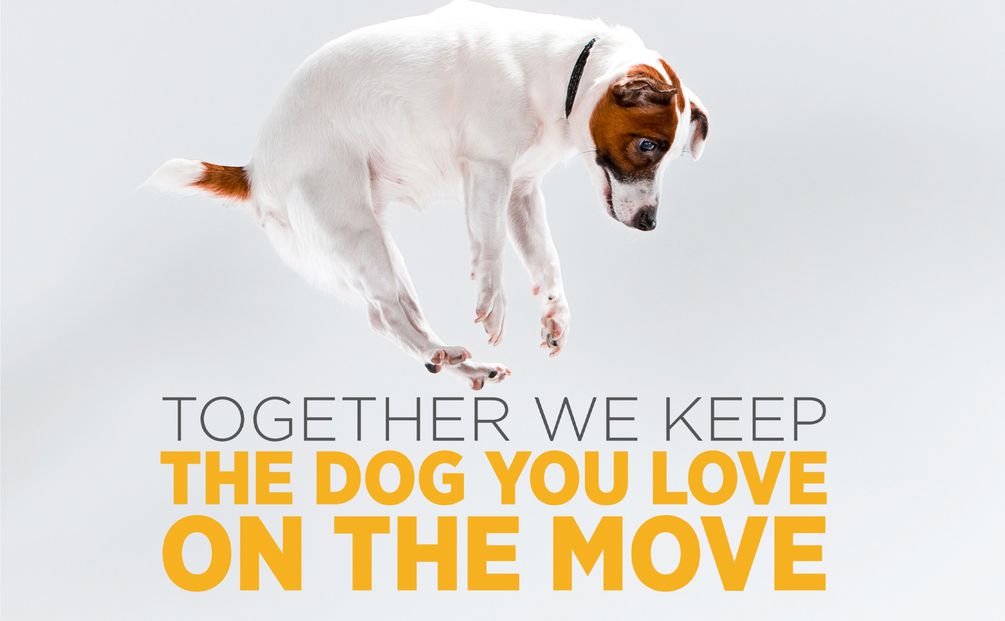 maxxiflex+ dog joint supplement helps to keep dogs active for longer