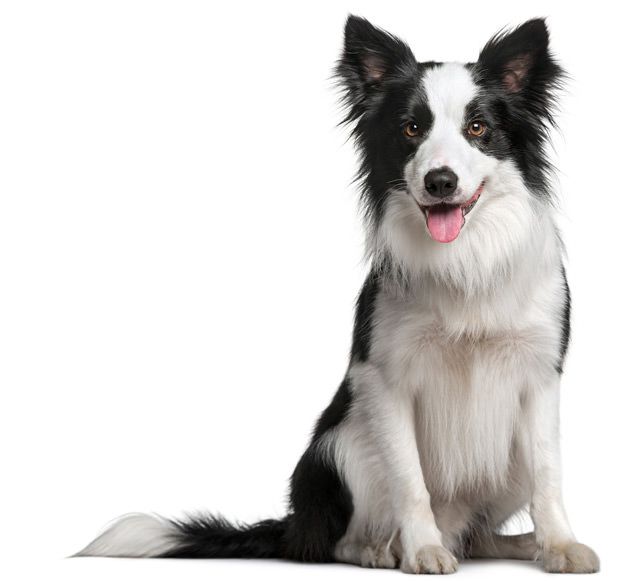 Border Collie with beautiful soft shiny coat with maxxiomega oil for dogs