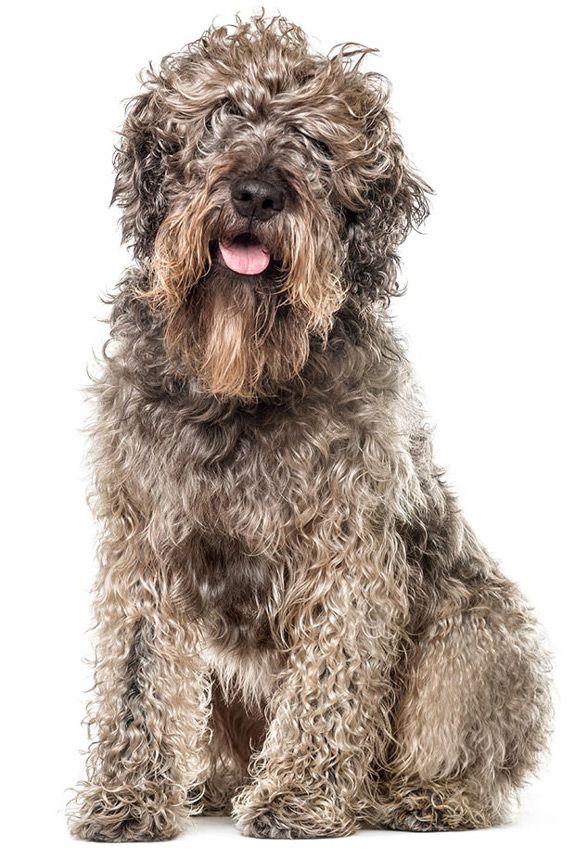 Happy fun scruffy dog using maxxiSAMe SAM-e for dogs