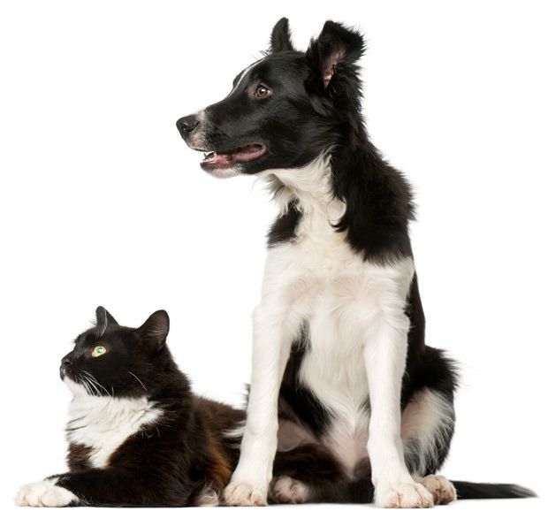 maxxiUtract dog and cat with urinary tract infection 