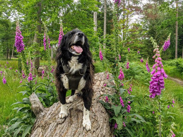 Beautiful senior dog with incontinence problem