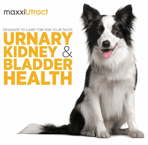 maxxiUtract supports dogs urinary, kidney and bladder health