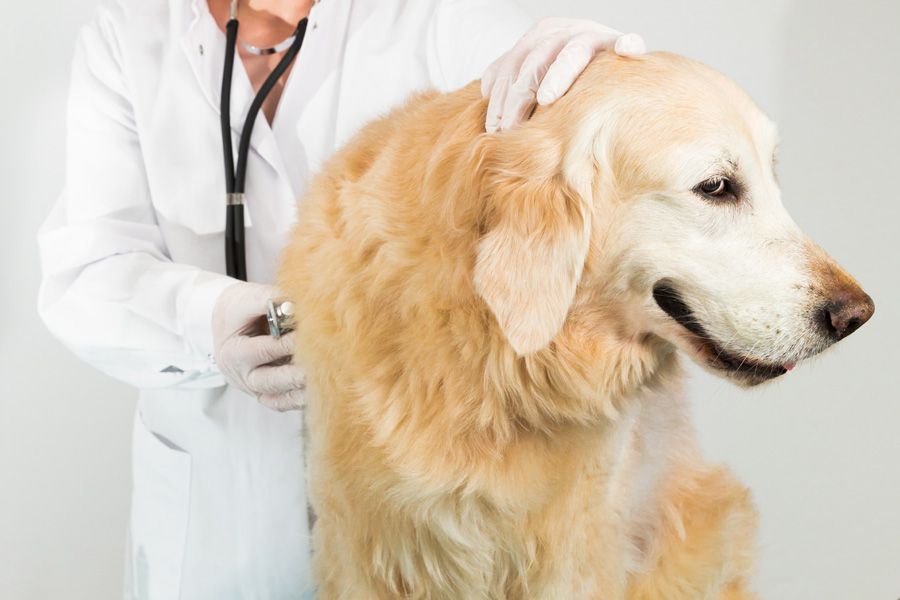 Old Goldern Retriever with liver disease being examined by Vet - maxxiSAMe liver support for dogs recommended by VETs