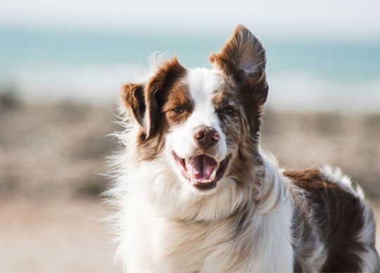 Happy healthy border collie with liver disease under control