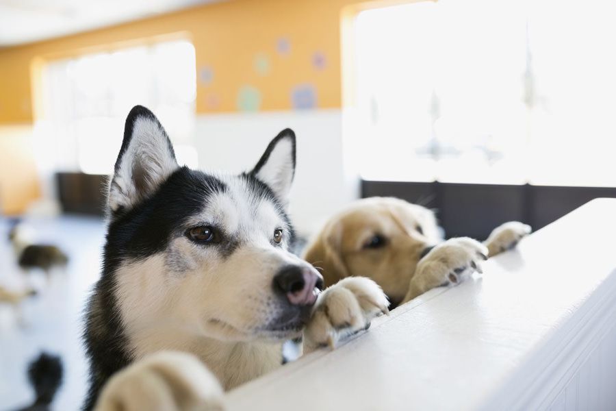 Two hungry dogs waiting for food with maxxiomega omega oil for dogs