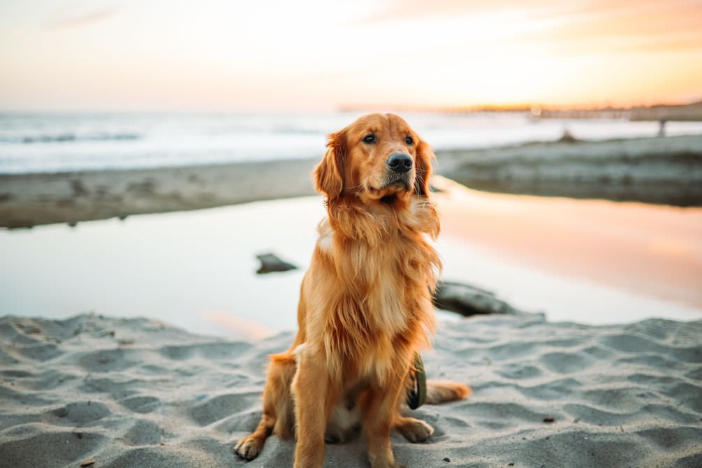 Golder Retriever with beautiful shiny coat on a beach - maxxiomega oil for dogs for healthy skin and shiny coat