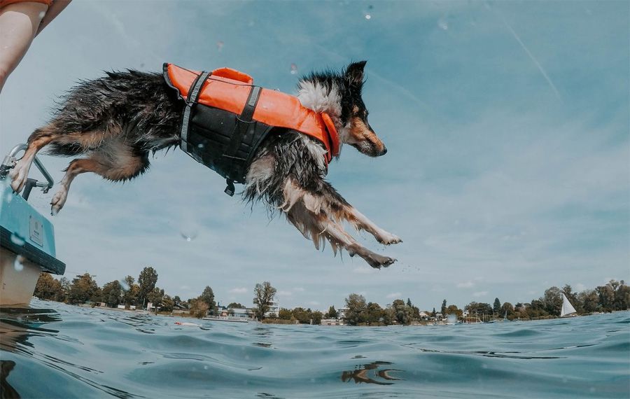 Active dog jumping from a boat getting his energy from maxxiomega omega oil for dogs