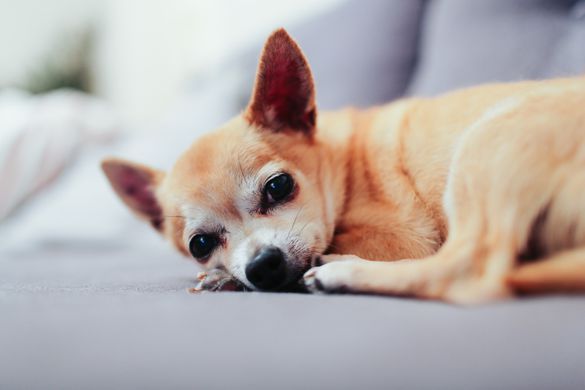 Depressed Chihuahua with dog dementia