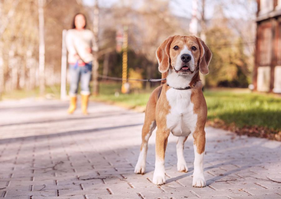 Beagle on maxxiflex+ dog joint supplement enjoying nice walk on lead