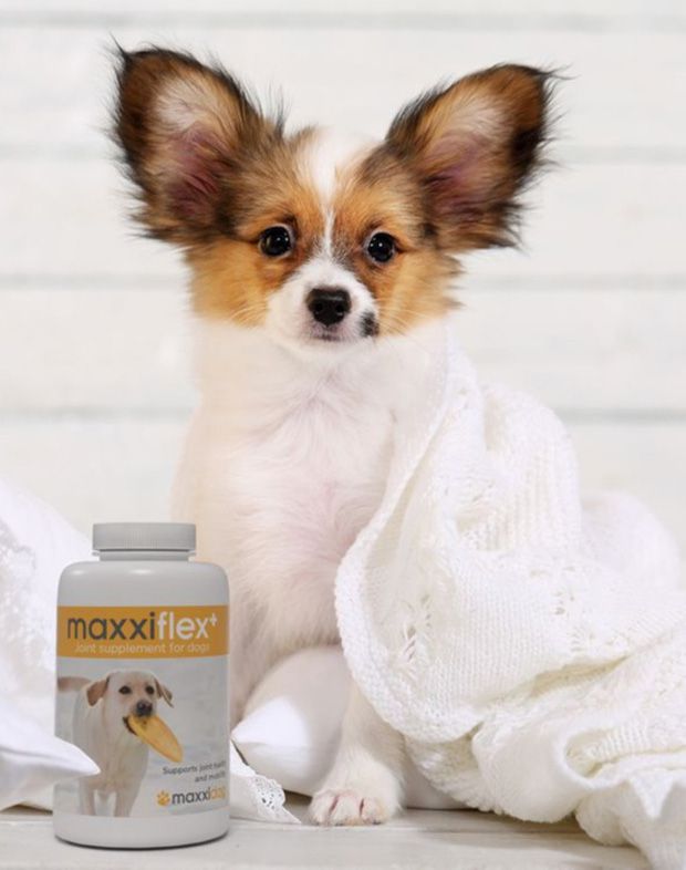 Beautiful small dog with a bottle of maxxiflex+ dog joint supplement