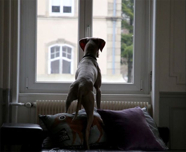 Dog with separation anxiety looking out of the window