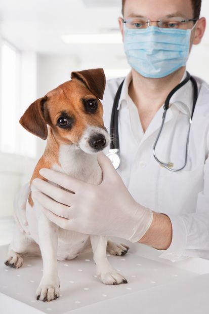 Small dog afraid of going to the Vet before starting to use maxxicalm calming aid for dogs