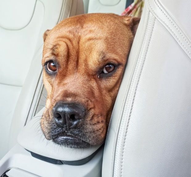 Dog with car anxiety needs maxxicalm calming tablets for dogs