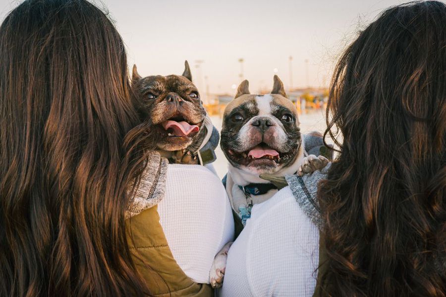 Dogsitter with two happy French Bulldogs using maxxicalm calming tablets for small dogs