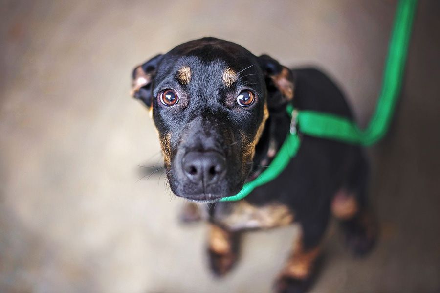 Nervous dog afraid of fireworks needs maxxicalm non-drowsy calming aid for dogs