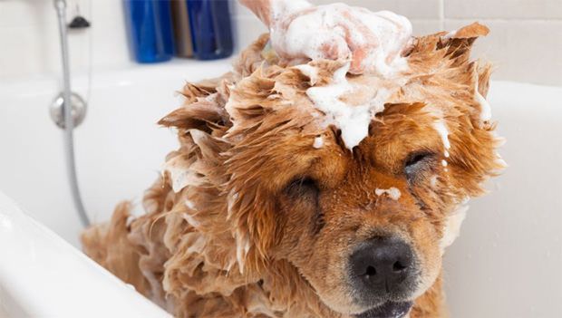 Calm dog having bath