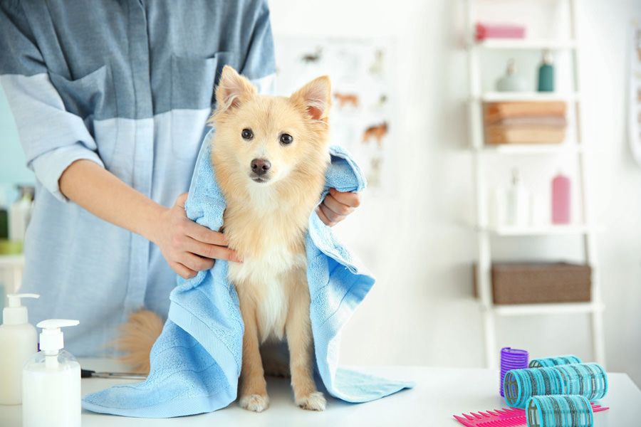 Calm dog at dog grooming saloon thanks to maxxicalm natural calming aid for dogs that helps dog cope better in stressful situations