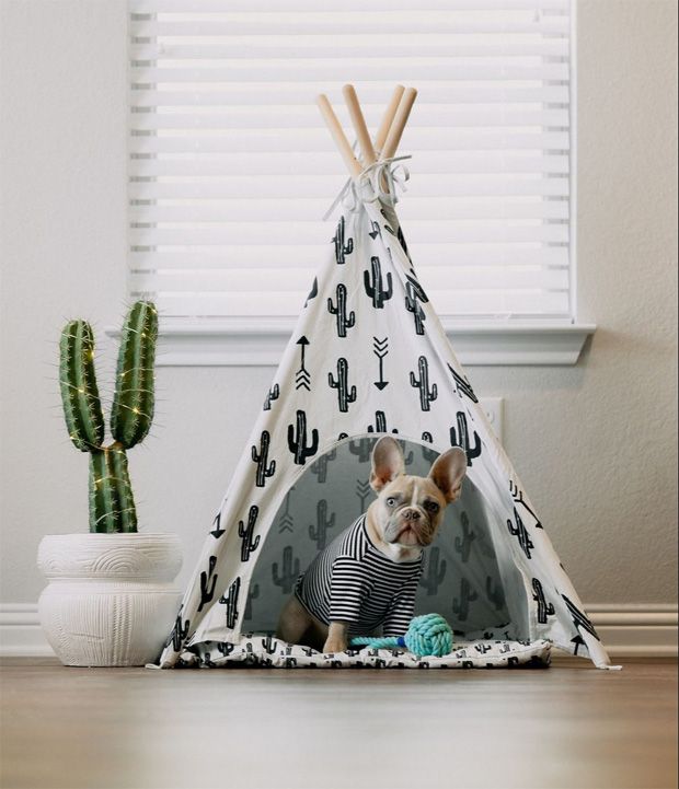 Calm cute French Bulldog moving into tent