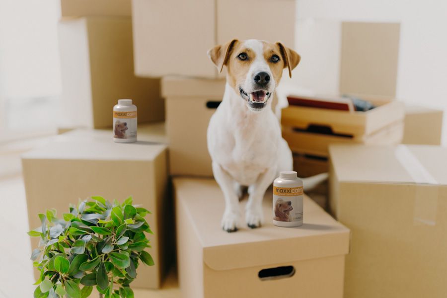 Calm happy dog on moving house boxes with bottles of maxxicalm calming tablets for dogs