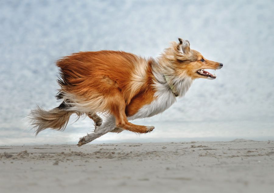 Hyper Collie Dog running fast