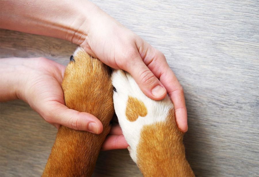 Dog owner holding dogs with heart paw