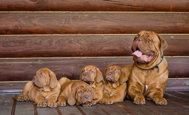 Proud mastiff dog mum with four beautiful mastiff puppies