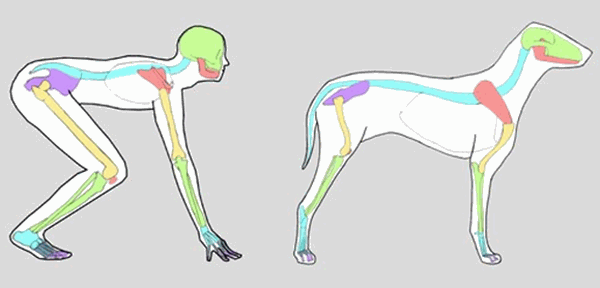 Photo showing the difference between human and canine bone structure