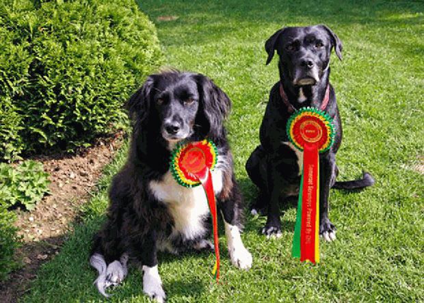 Molly and Tess maxxidogs with dog flyball medals