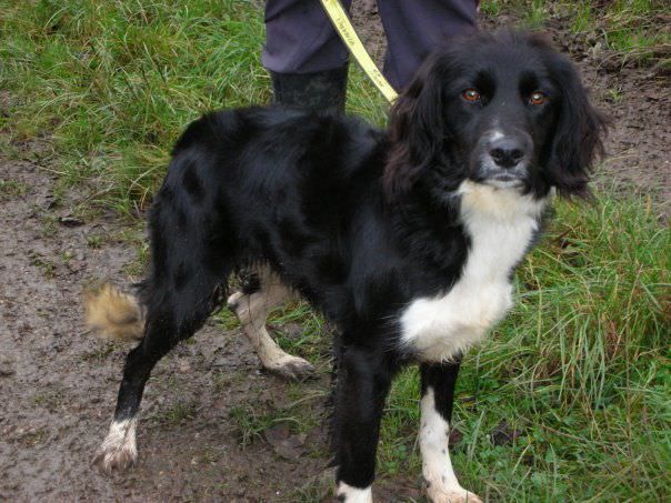 Beautiful young rescue dog waiting to be rescued