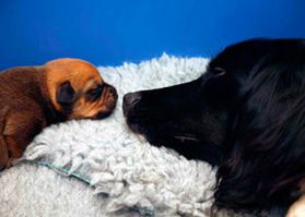 New mum with her newborn puppy