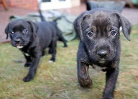 Two curious puppies exploring their garden