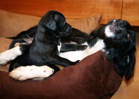 Young mum playing with her puppy