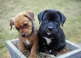 Two cute puppies in a flower pot