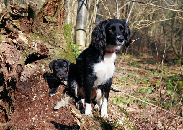 Young rescue dog with a puppy in nature