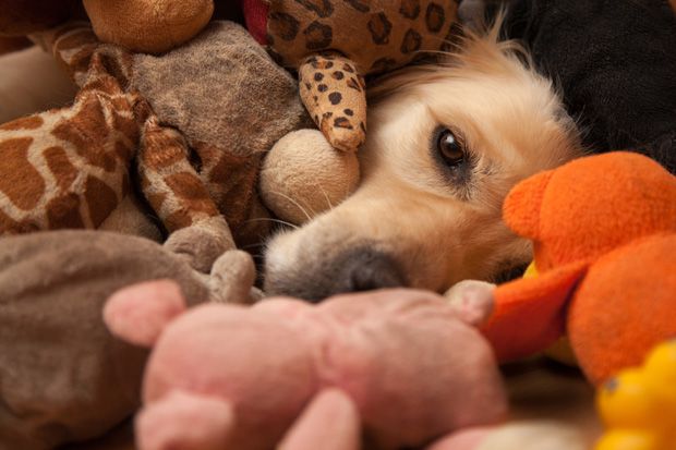 Dog afraid of fireworks hiding under pile of toys