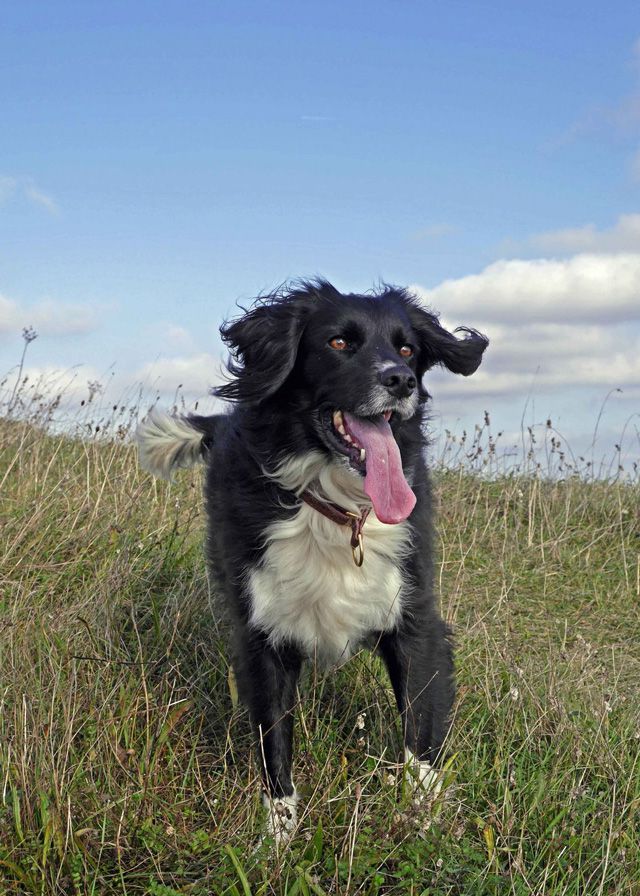 Happy rescue dog