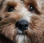 Cockapoo using maxxiomega omega oil for dogs to help with dog allergies